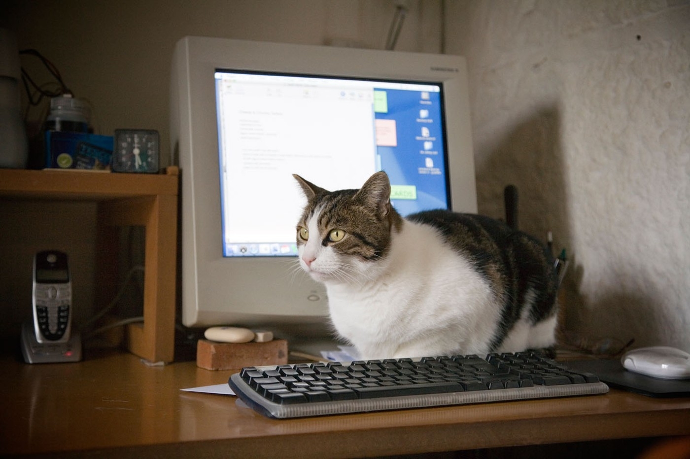 Mačka ispred kompjutera