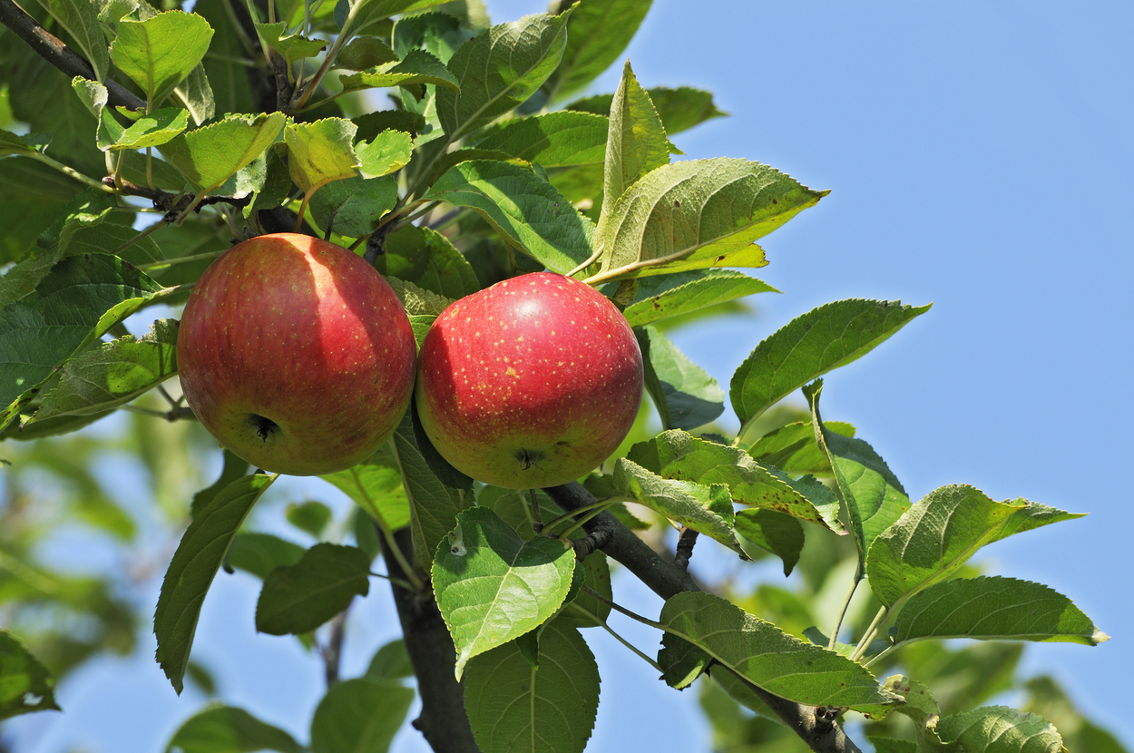 Drvo jabuke