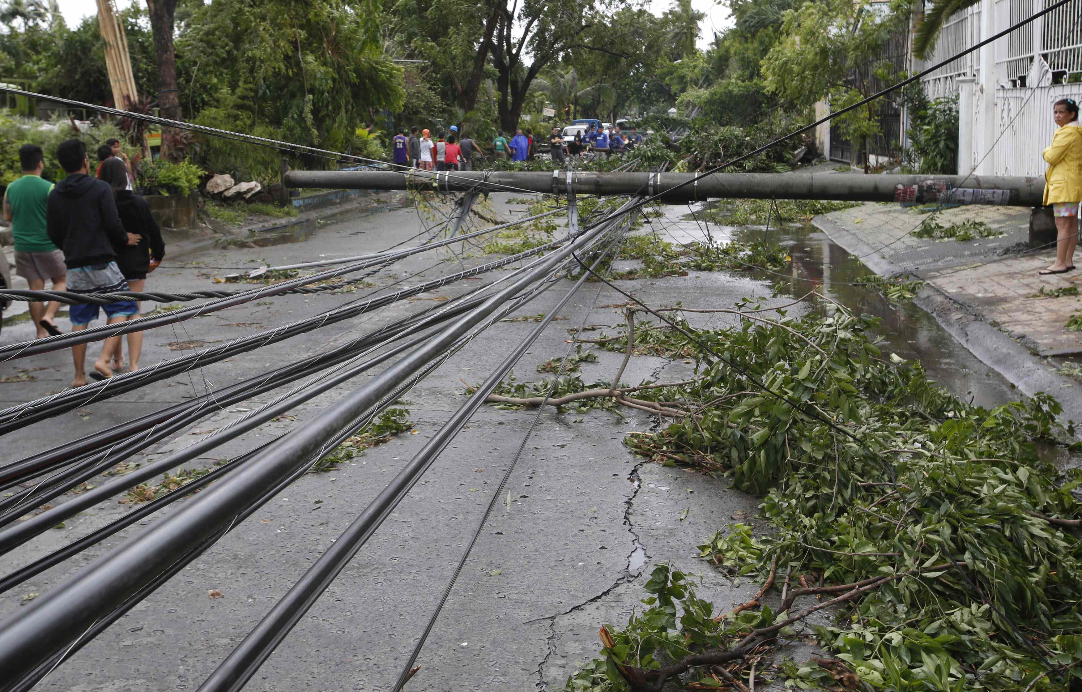 Iščupano drveće posle udara tajfuna Ramusen