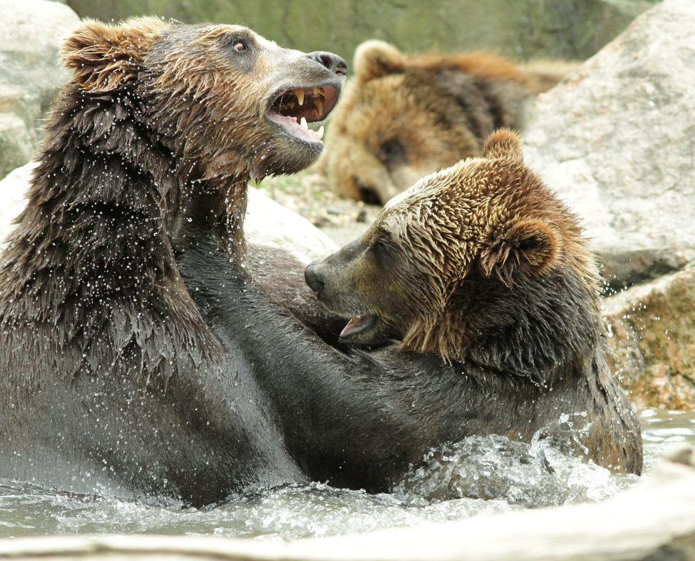Medvedi u žaru borbe