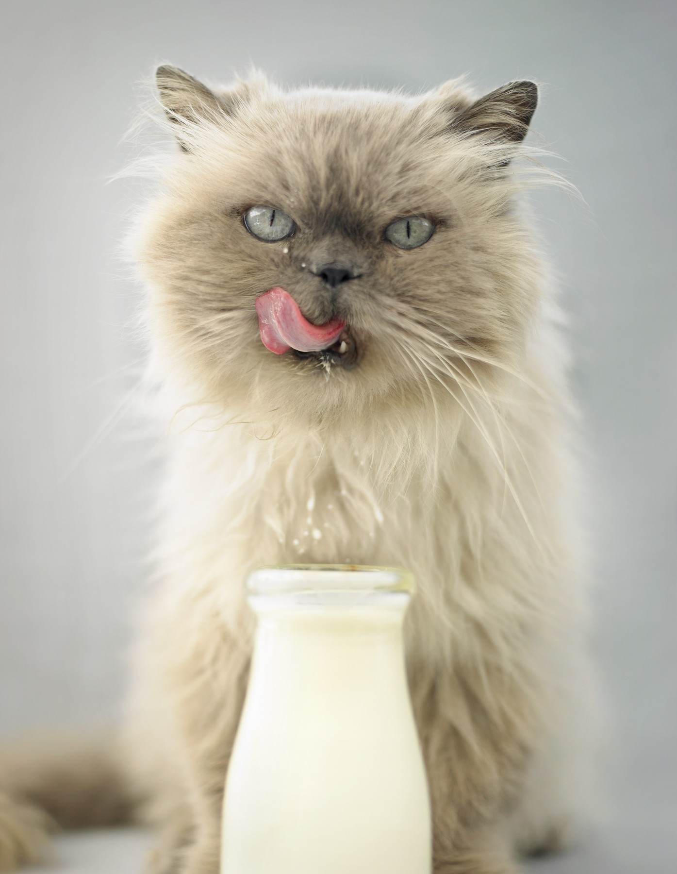 Mačka pije mleko iz boce