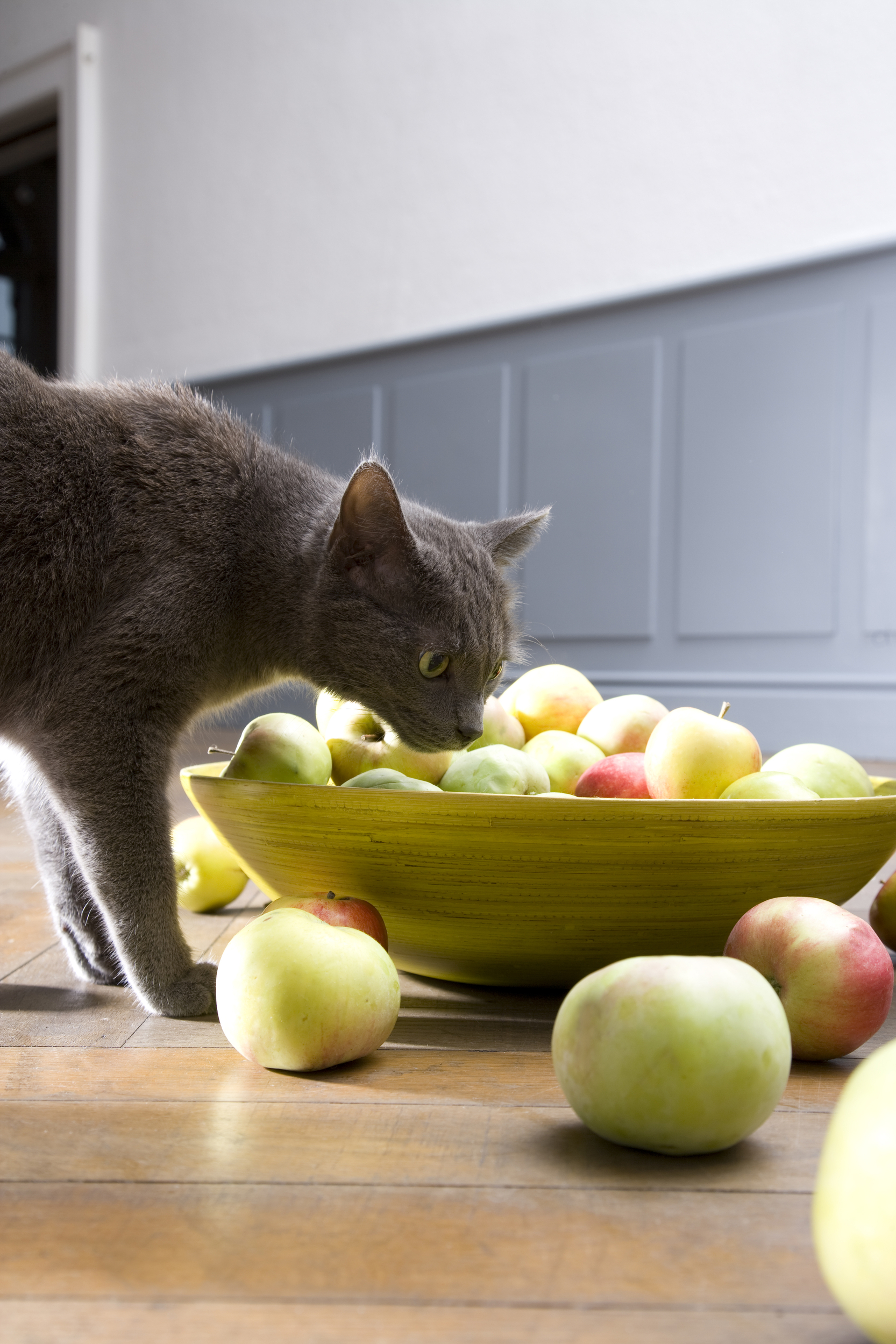 Mačka i činija jabuka