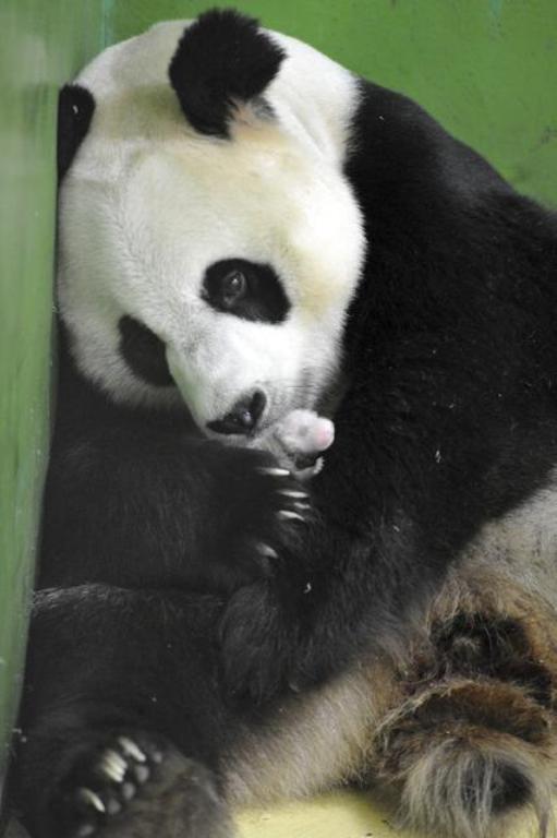 Majka panda