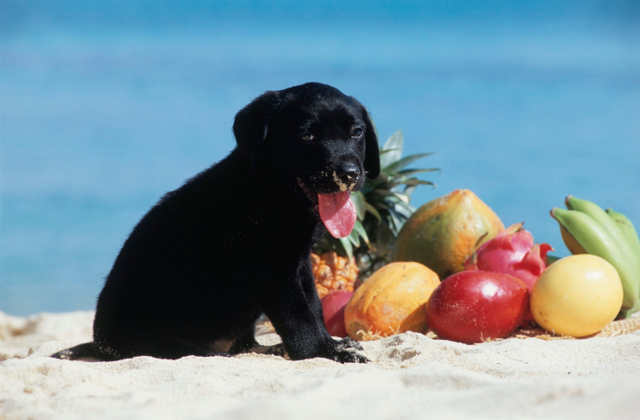 Pas jede voćke