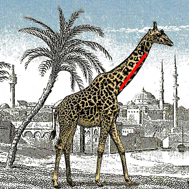 Žirafa rešenje