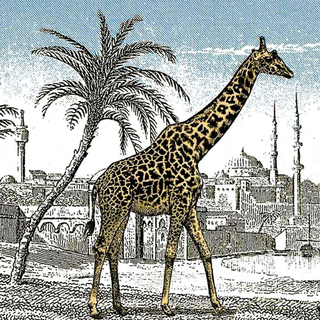 Skrivena žirafa