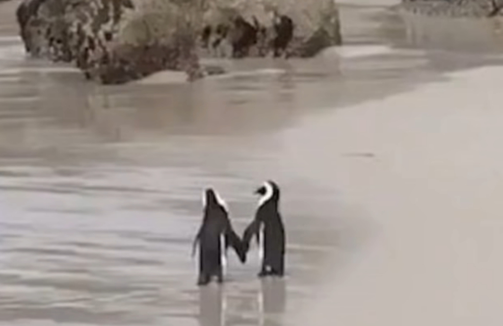 Zaljubljeni pingvini