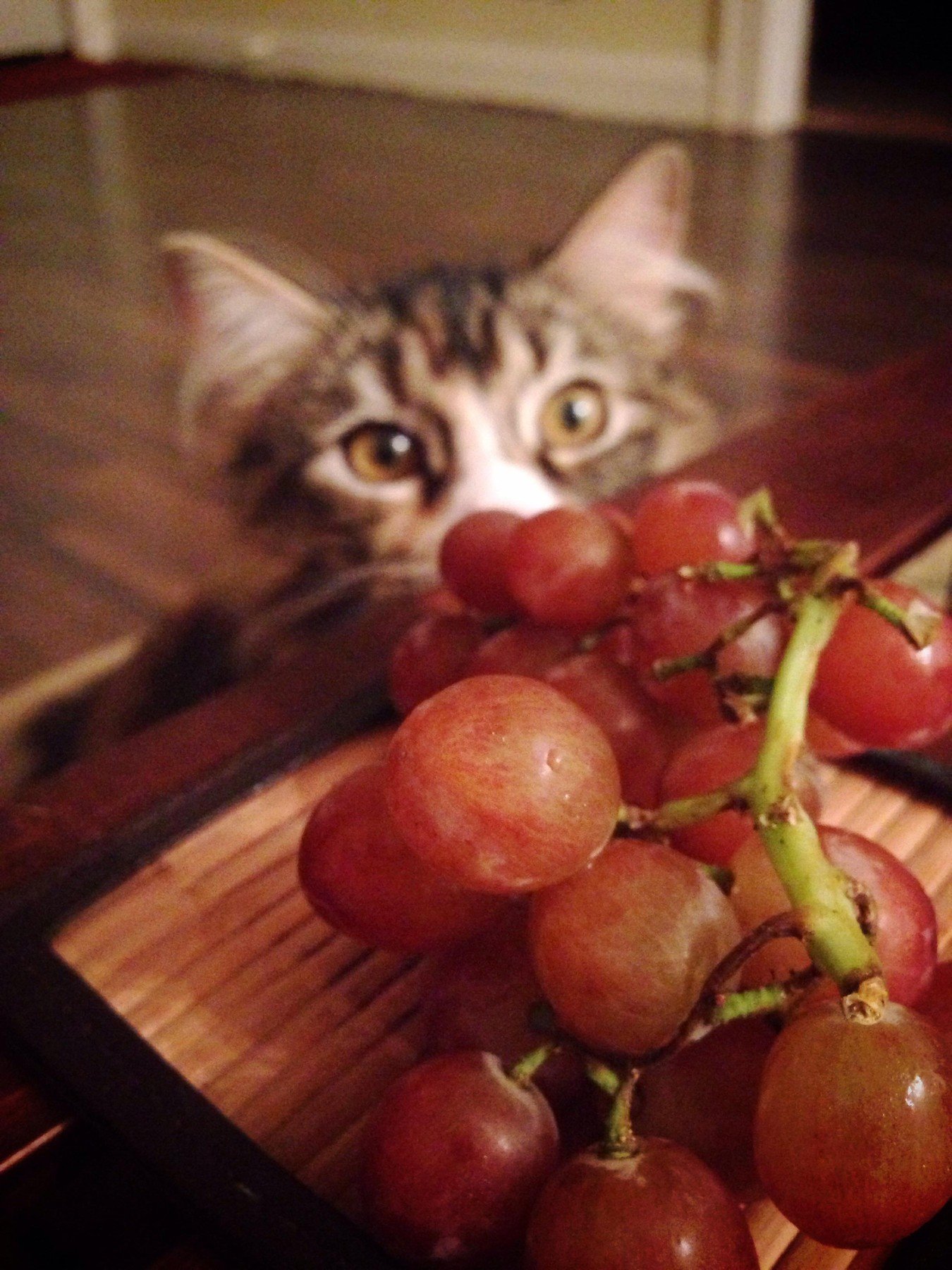 Mačka i grožđe