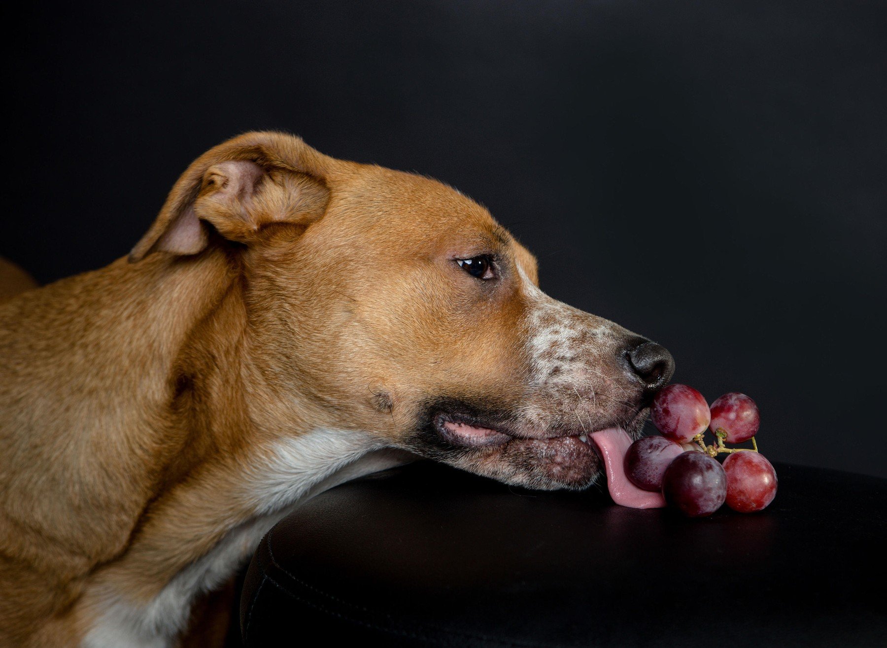 Pas i grožđe