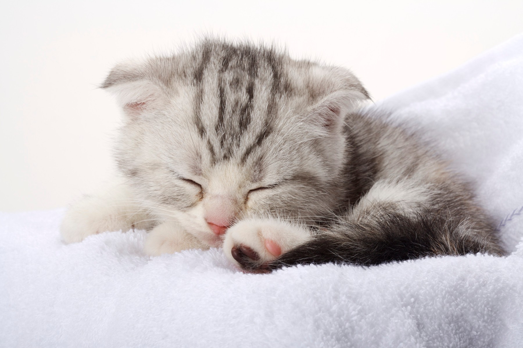 Mačkice  Koupari-macka-mace-spavanje