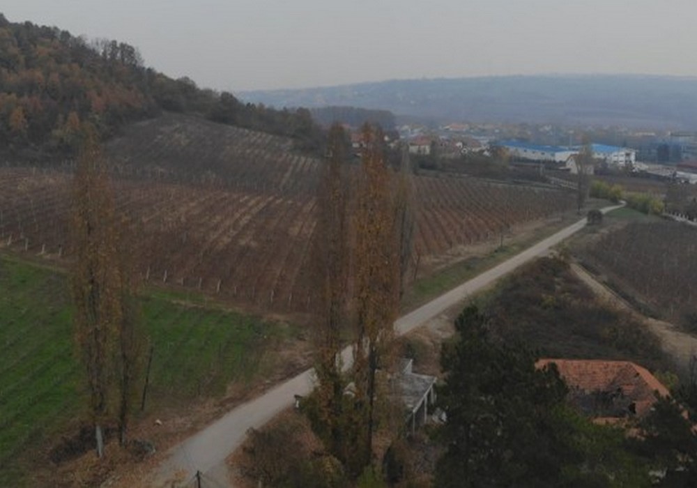 Kraljevski vinogradi u Topoli