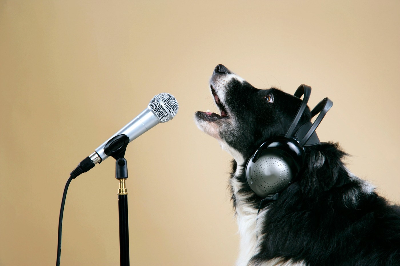Pas koji "peva" uz zvuk hramonike!