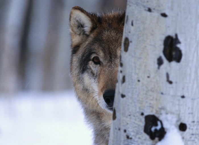 vuk gleda iza drveta