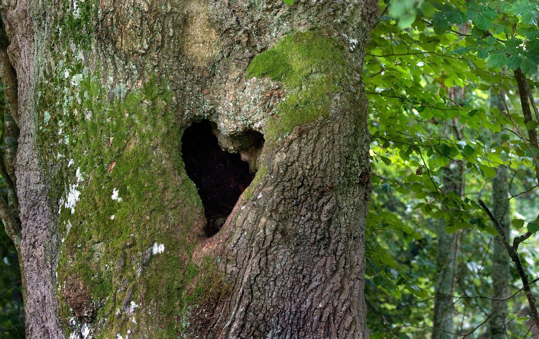 Drvo sa rupom u obliku srca