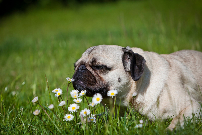 Pas u travi