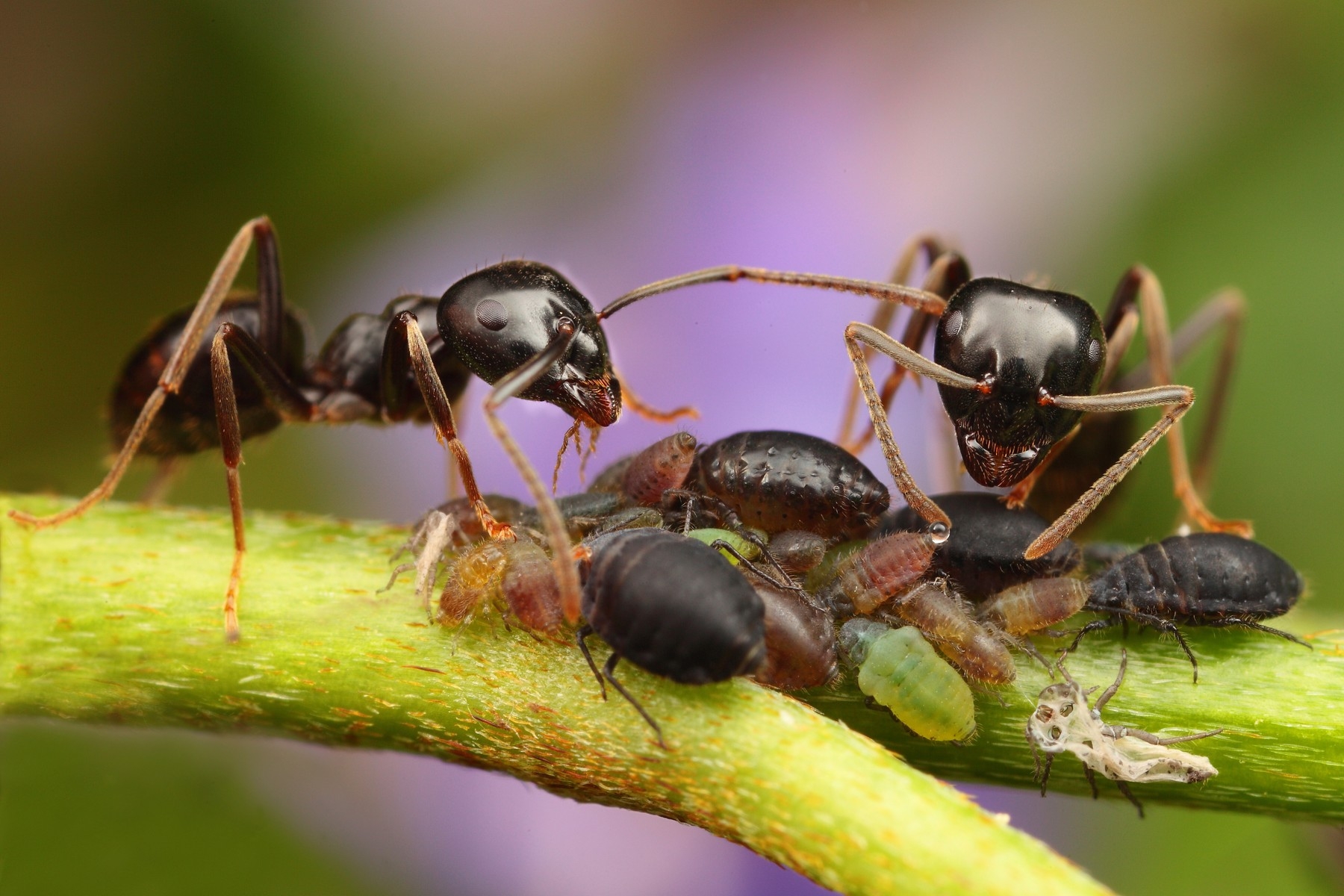 Slikovni rezultat za mravi