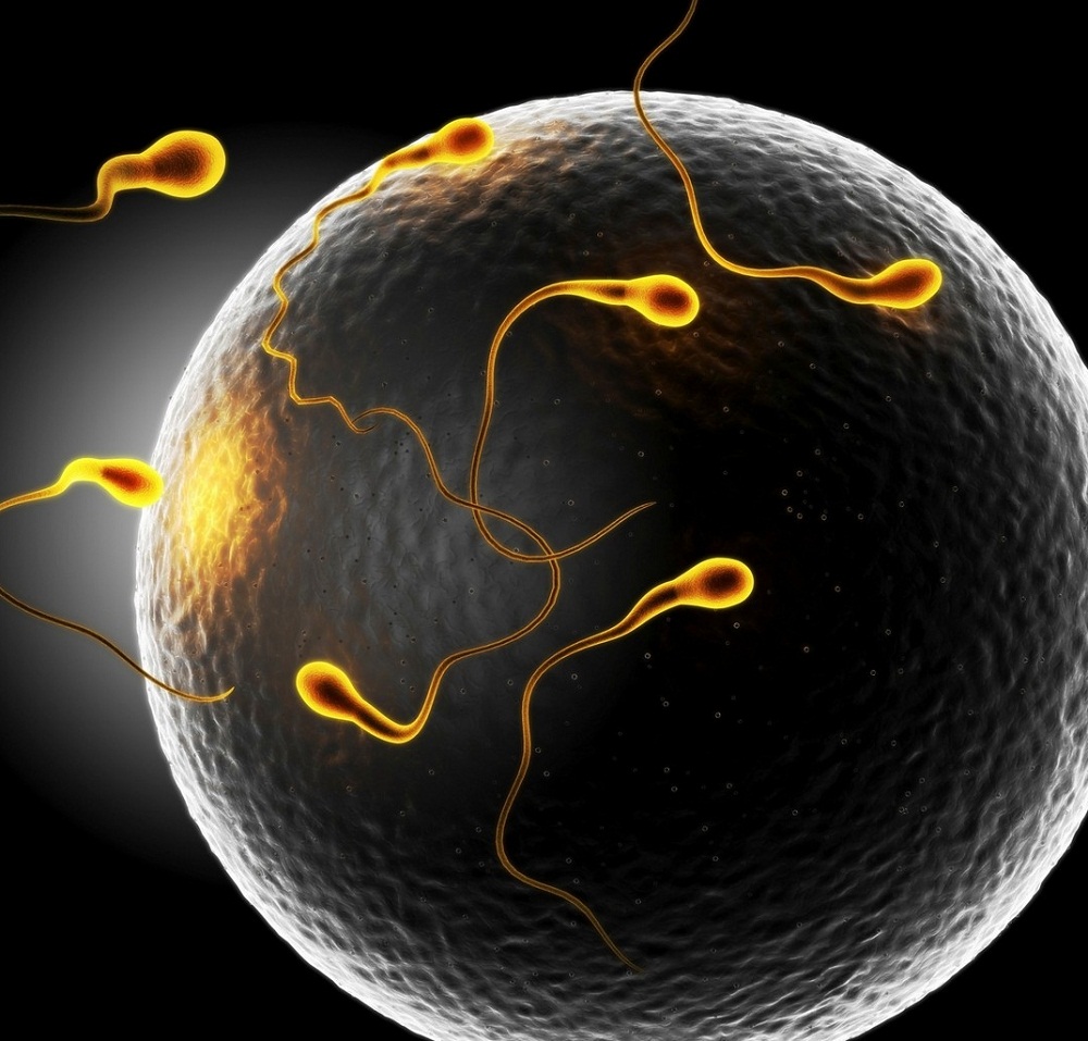 spermatozoidi se kreću