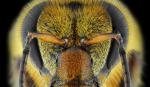 Žuta pčela