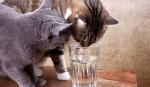 Mačke piju vodu