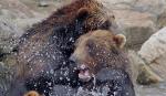 Medvedi se prskaju