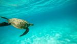 Morska kornjača