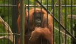 orangutan, majmun, životinja u kavezu, kavez, zarobljeništvo, životinja u zarobljeništvu