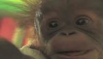 Beba orangutan