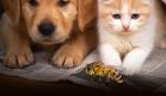Pas, mačka i pčela