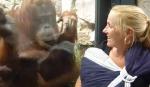 Orangutan i žena sa bebom