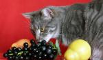 Mačka i grožđe