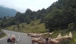 Ovce napadaju