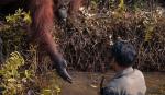 Orangutan i čovek