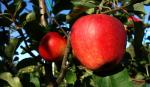 drvo jabuke