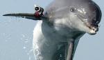 Vojni delfin