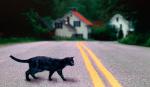 crna mačka prelazi put