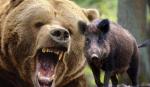 Medved i divlja svinja