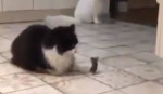 Mačka i miš