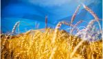 Pšenica, Ukrajina
