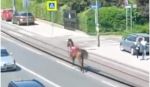 Konj trči Beogradom