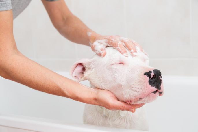 Kupanje psa