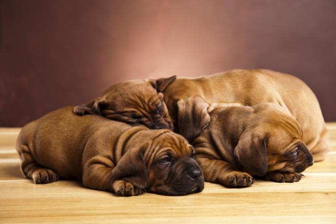 američki staford, mladunci, štene, štenad, psi koji spavaju