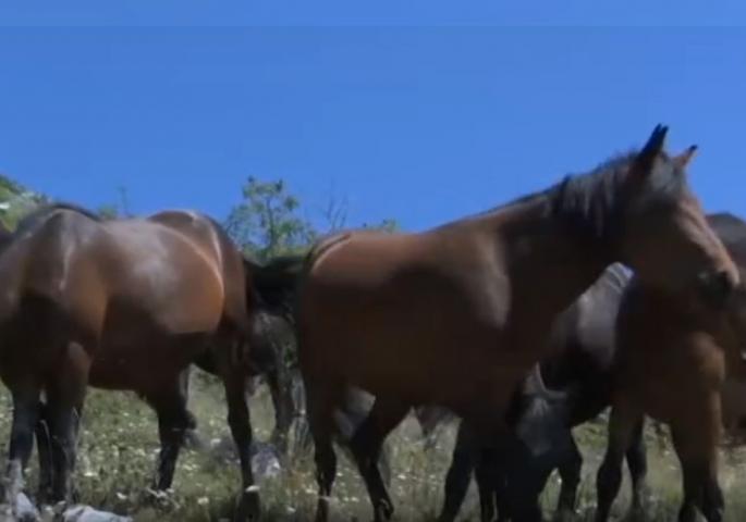 Konji na Suvoj planini