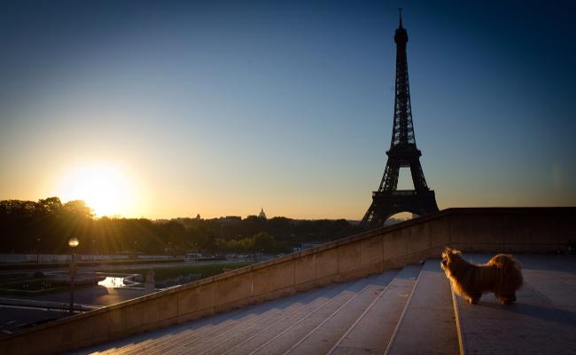 Pas u Parizu