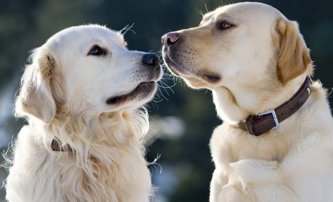 10 najpametnijih rasa pasa | Najnovije vesti - Srbija danas