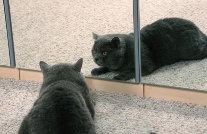 Mačka ispred ogledala