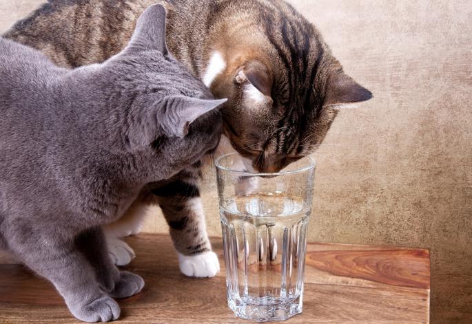 Mačke piju vodu