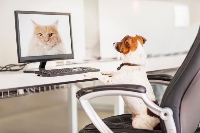 pas, kancelarija, mačka, računar
