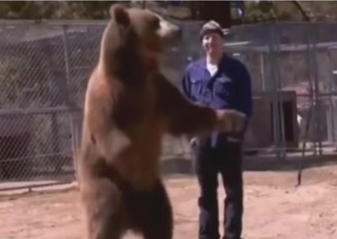 Medved i čovek