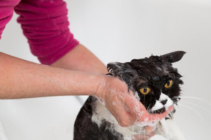 Kupanje mačke, kako kupati mačku