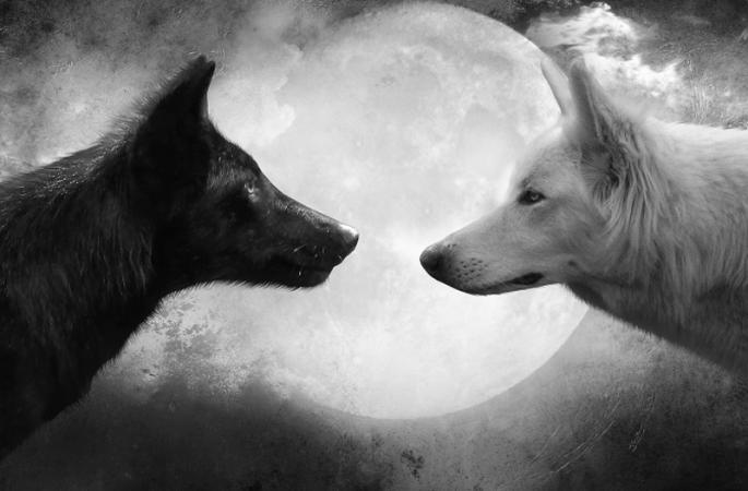 wolf-and-moon-cool-hd-wallpapers.jpg